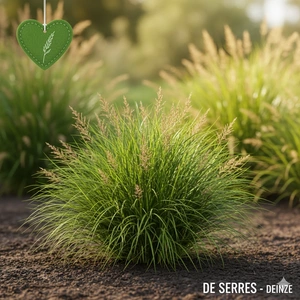 Carex oshimensis 'JS Greenwell' P9