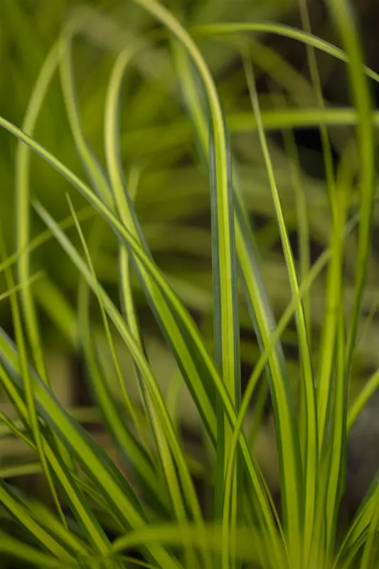 Carex osh. 'Sunsplash' P9 - afbeelding 1