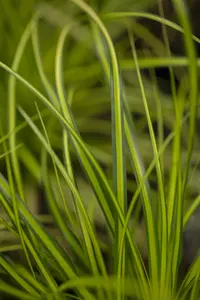 Carex osh. 'Sunsplash' P9 - afbeelding 1