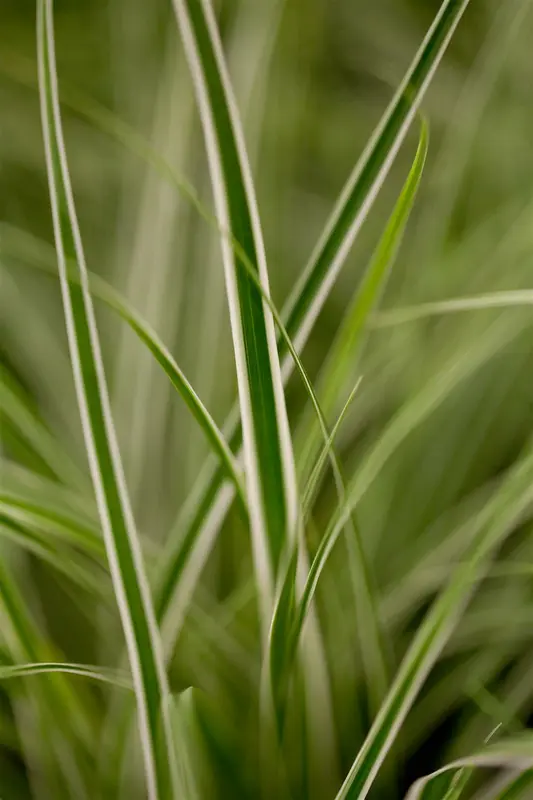 Carex osh. 'Sunsplash' P9 - afbeelding 3