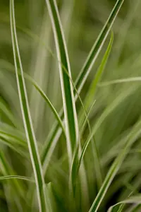 Carex osh. 'Sunsplash' P9 - afbeelding 3
