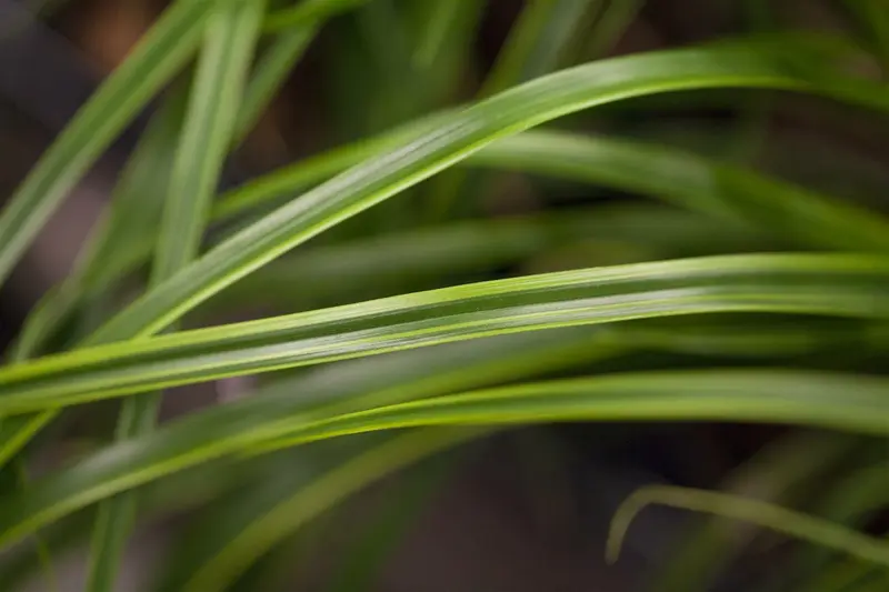 Carex osh. 'Sunsplash' P9 - afbeelding 2