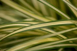 Carex osh. 'Sunsplash' P9 - afbeelding 4