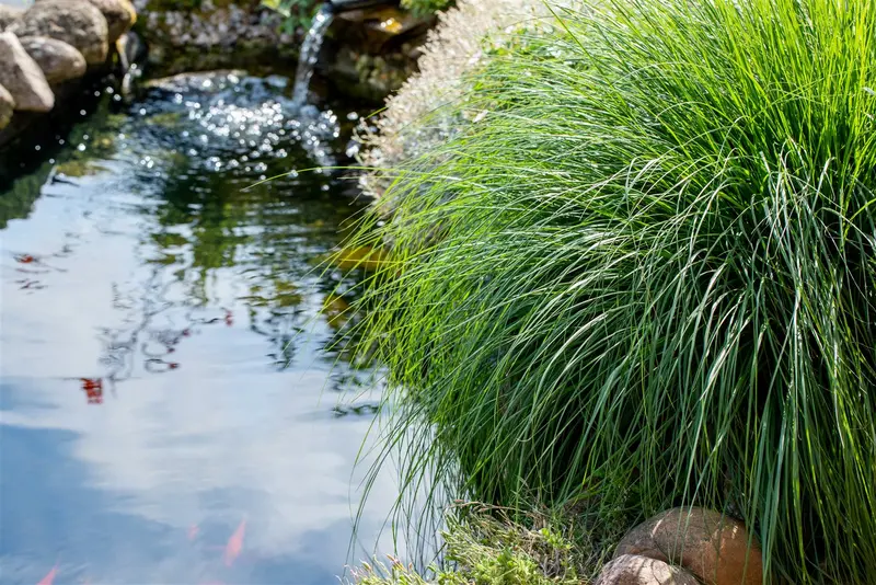 Carex paniculata P9 - afbeelding 2