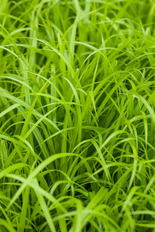 Carex pendula BIOPOT   P8