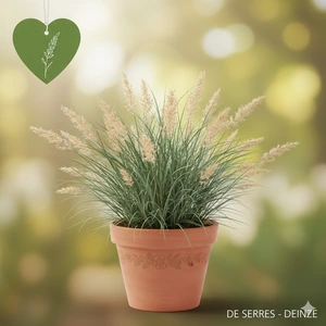 Carex pensylvanica P9