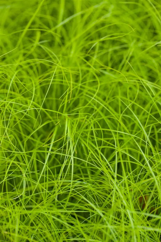 Carex remota BIOPOT   P7 - afbeelding 2