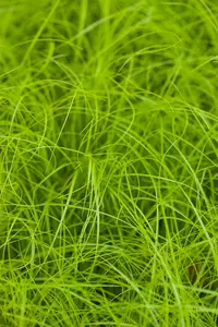 Carex remota BIOPOT   P7 - afbeelding 2