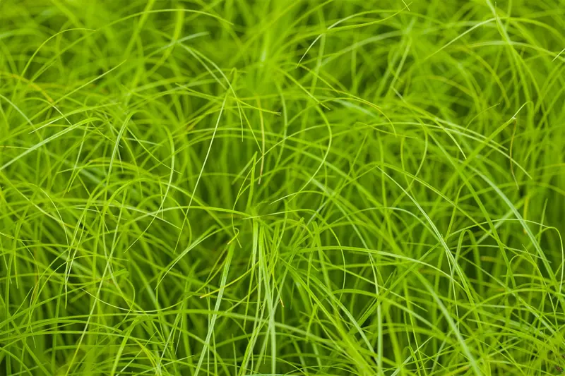 Carex remota BIOPOT   P7 - afbeelding 1