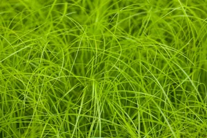 Carex remota BIOPOT   P7 - afbeelding 1