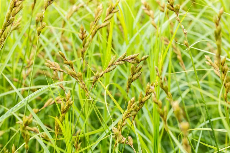 Carex sylvatica C3