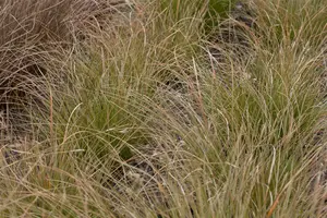 Prairie Fire