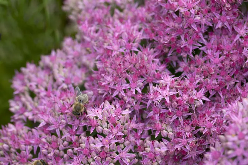 sedum hybr. 'carl' P9 - afbeelding 1
