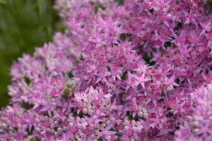 sedum hybr. 'carl' P9 - afbeelding 5