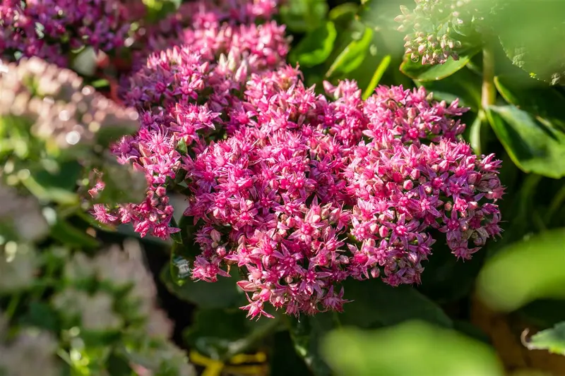 sedum hybr. 'carl' P9 - afbeelding 2