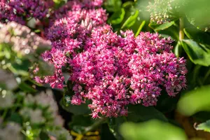 sedum hybr. 'carl' P9 - afbeelding 2