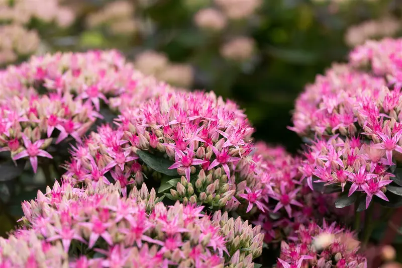 sedum hybr. 'carl' P9 - afbeelding 4
