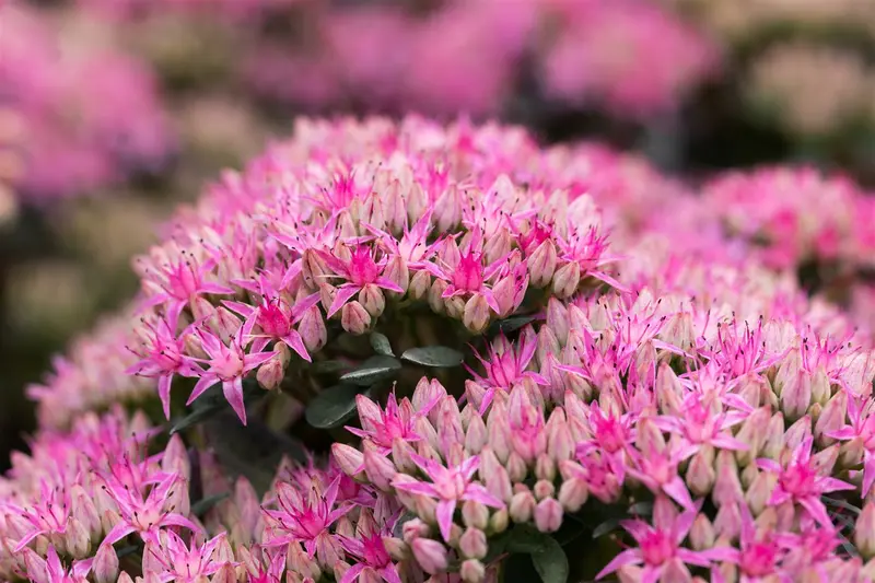 sedum hybr. 'carl' P9 - afbeelding 5