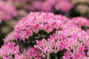 sedum hybr. 'carl' P9 - afbeelding 5