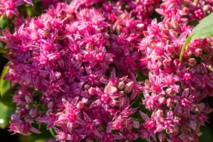 sedum hybr. 'carl' P9 - afbeelding 3