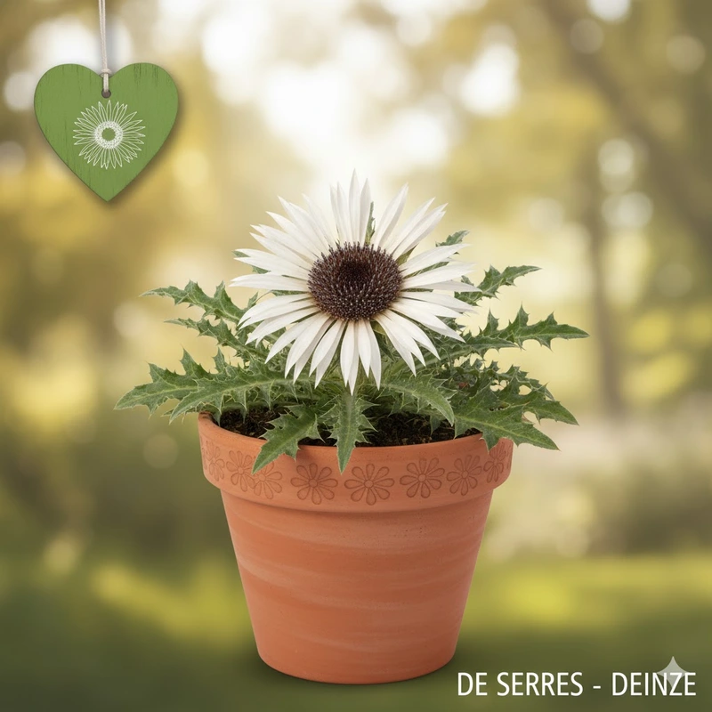 Carlina acaulis ssp. simplex P9