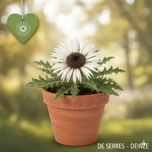 Carlina acaulis ssp. simplex P9