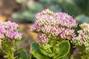 sedum spect. 'carmen' P9 - afbeelding 4