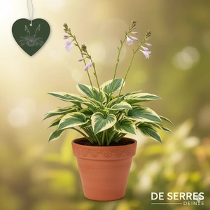 Hosta sieboldiana 'Carnival' C3