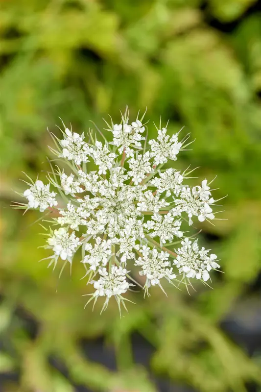 Daucus carota P9 - afbeelding 3