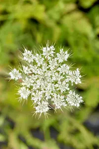 Daucus carota P9 - afbeelding 3