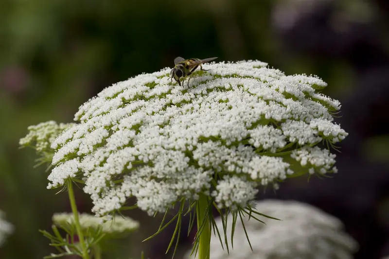 Daucus carota P9 - afbeelding 1