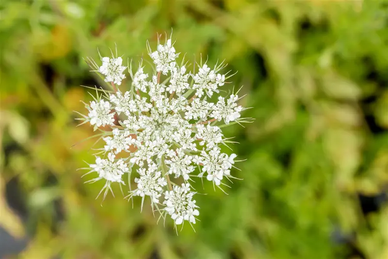 Daucus carota P9 - afbeelding 2