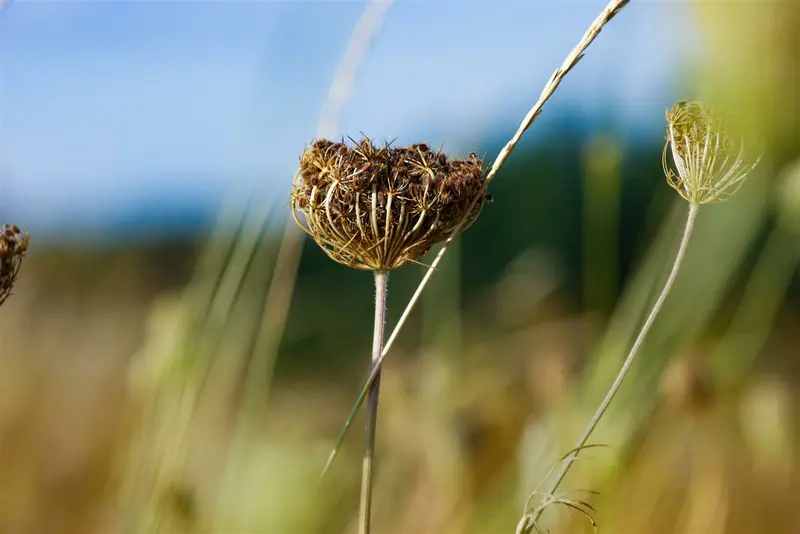 Daucus carota P9 - afbeelding 4