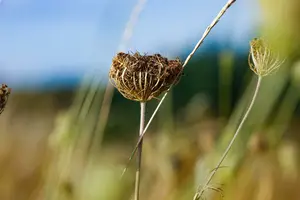 Daucus carota P9 - afbeelding 4