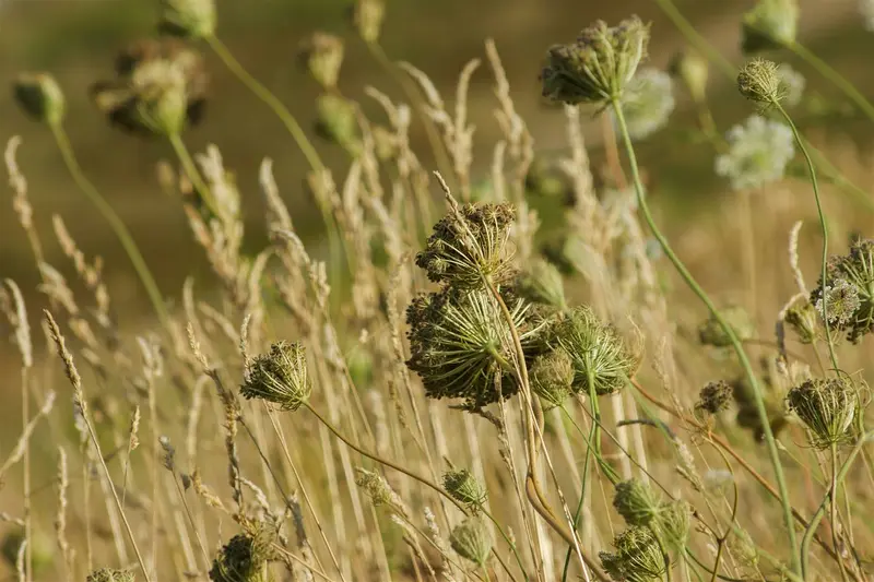 Daucus carota P9 - afbeelding 5