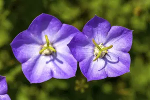 campanula carpatica P9 - afbeelding 5