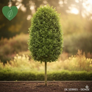 Carpinus betulus 'Beekmann' 8/10 (HO)