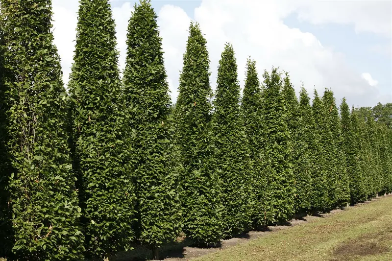 carpinus bet. 'fastigiata' 14/16 C - afbeelding 2