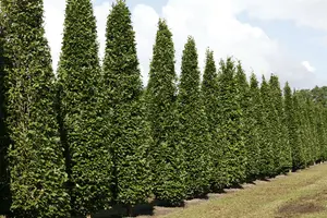 carpinus bet. 'fastigiata' 14/16 C - afbeelding 2