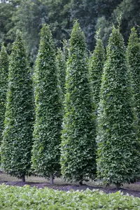 carpinus bet. 'fastigiata' 20/25 - afbeelding 2