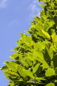 carpinus bet. 'frans fontaine' 18/20 - afbeelding 3