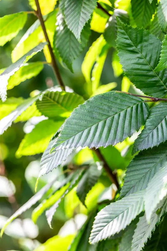 Carpinus bet. 'Lucas' 14/16 HO DKL - afbeelding 3