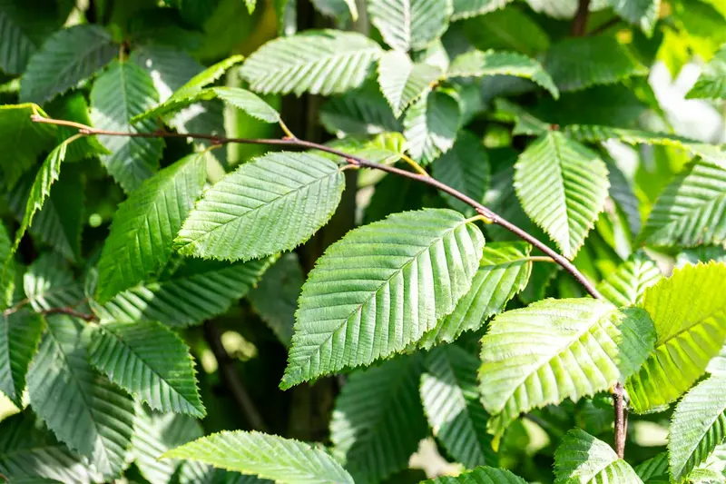 Carpinus bet. 'Lucas' 20/25 BEVEERD DKL - afbeelding 1