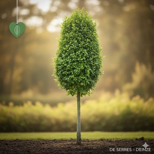 Carpinus betulus 'Lucas'  (200-250)