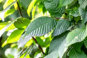 Carpinus bet. 'Lucas' 6/ 8 BEVEERD C - afbeelding 2