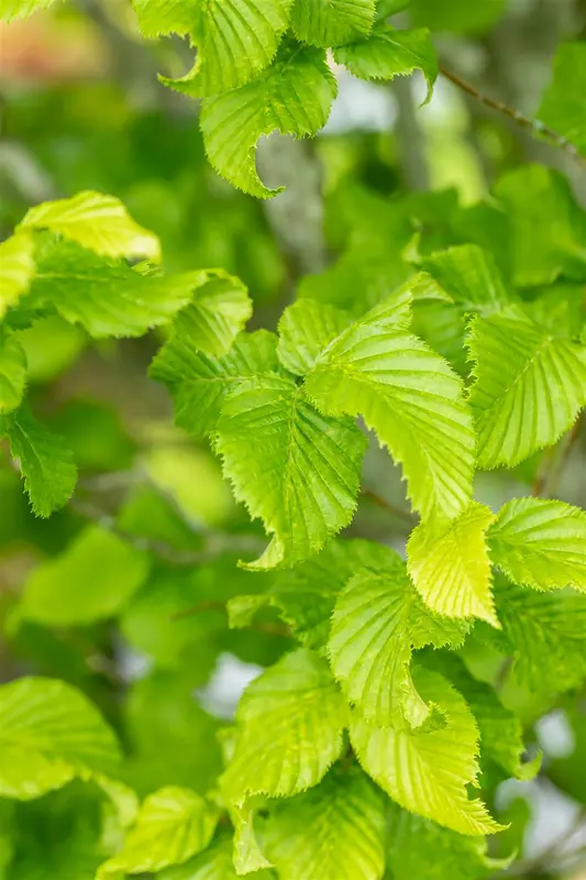 Carpinus bet. 'Monument' 50- 60   C20 - afbeelding 2
