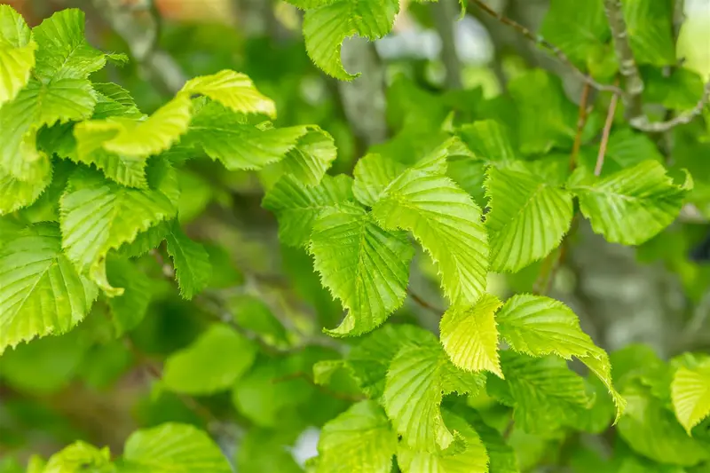 Carpinus bet. 'Monument' 50- 60   C20 - afbeelding 1