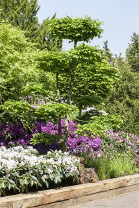 carpinus betulus (100-125 cm) - afbeelding 5