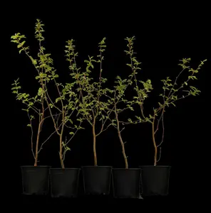 carpinus betulus (100-125 cm) - afbeelding 3