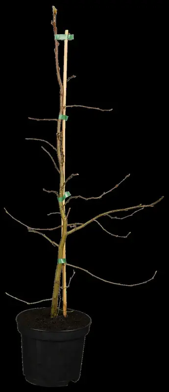 carpinus betulus (100-125 cm) - afbeelding 2